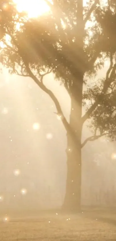 Tree in morning light with golden hues and sparkling effects.