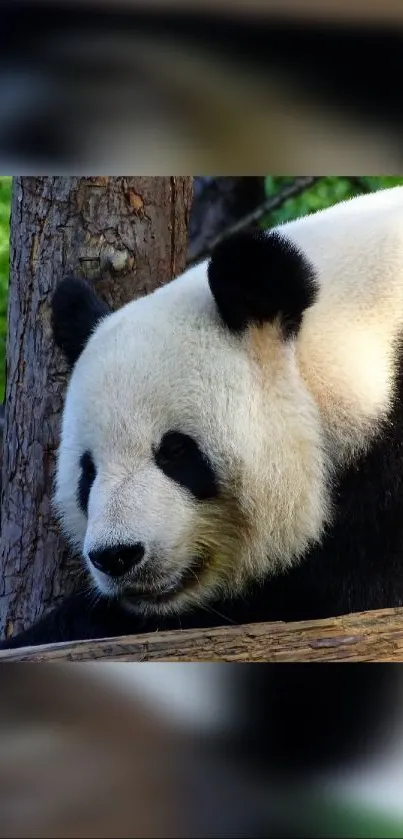 Mobile wallpaper of a panda resting in its natural habitat.