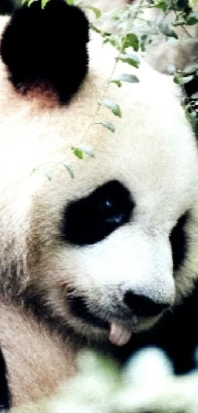 Close-up of a panda nestled in a lush green forest landscape.