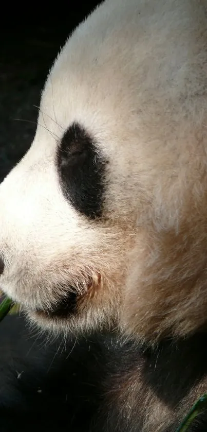 Peaceful panda chewing bamboo in a serene backdrop.