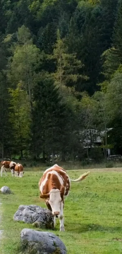 Cows grazing in a lush green forest pasture.