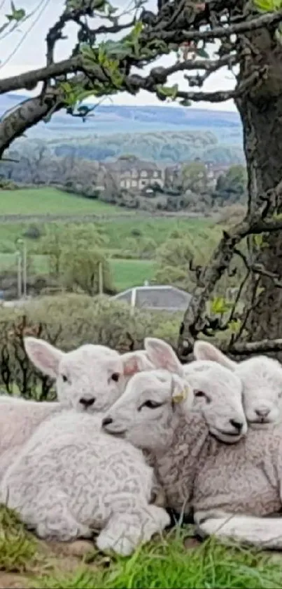 Lambs resting in a picturesque countryside scene under a tree.