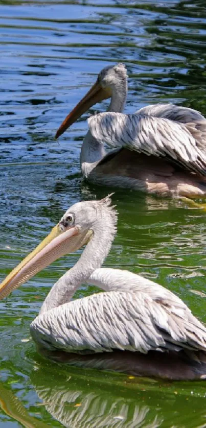 Two pelicans gracefully swimming on green water.
