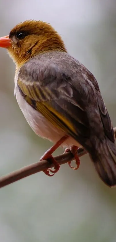 Bird peacefully perched on a branch in a natural setting.