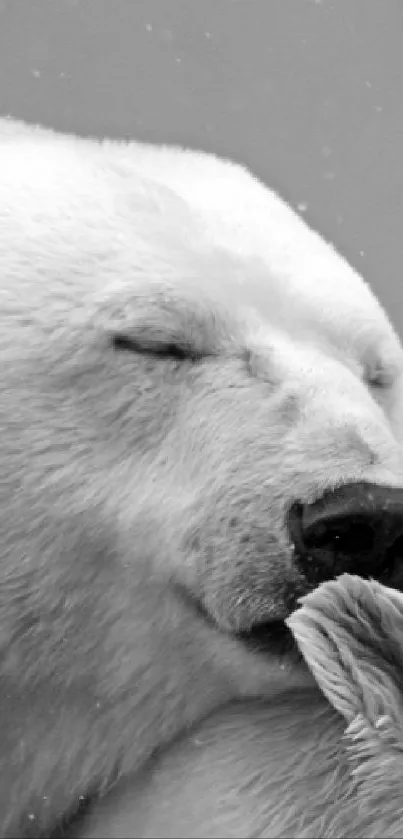 Black and white image of polar bears hugging peacefully in serene nature setting.