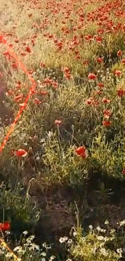 Vibrant poppy field with green grass and red flowers under gentle sunlight.