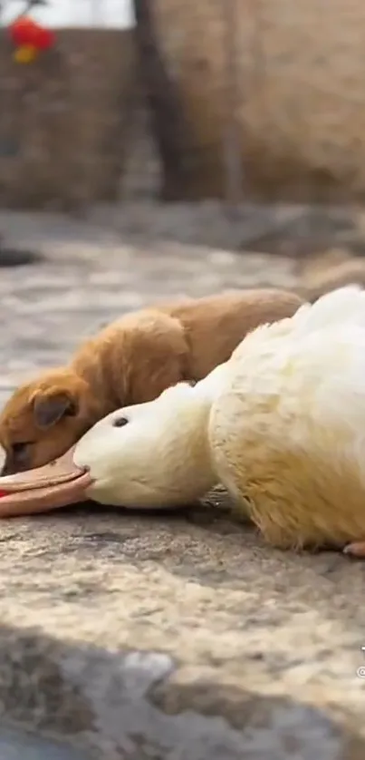 Puppy and duck resting together on stone.