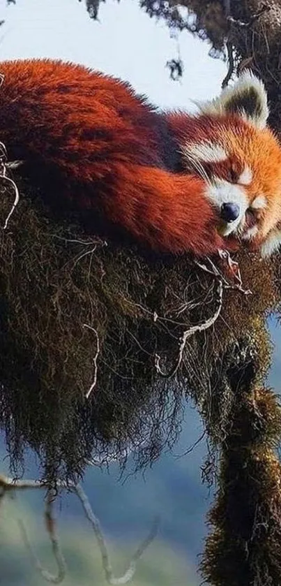 Red panda peacefully sleeping in a tree nest on mobile wallpaper.