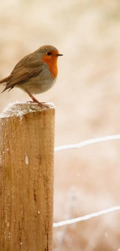 Robin perched on frosty wooden post in serene winter scene.