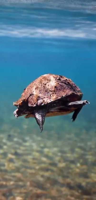 Serene sea turtle swimming in clear blue ocean.