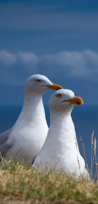 Two seagulls perched on a grassy cliff overlooking the ocean.