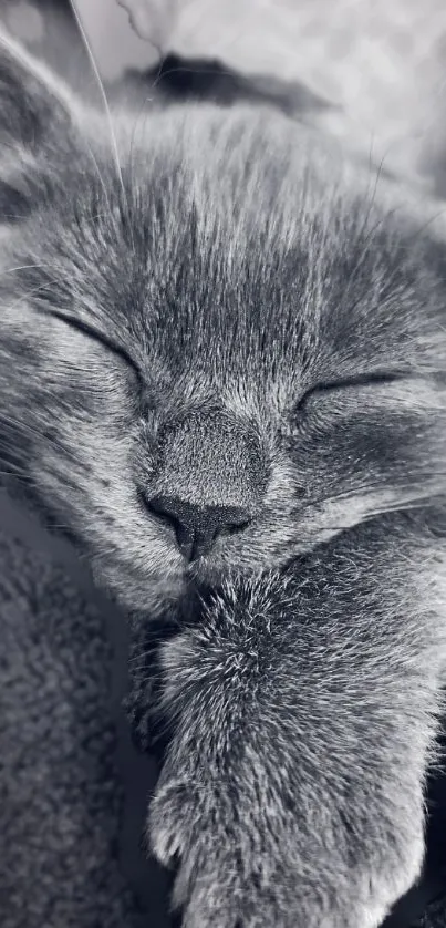 Close-up of a serene gray cat sleeping peacefully in grayscale.