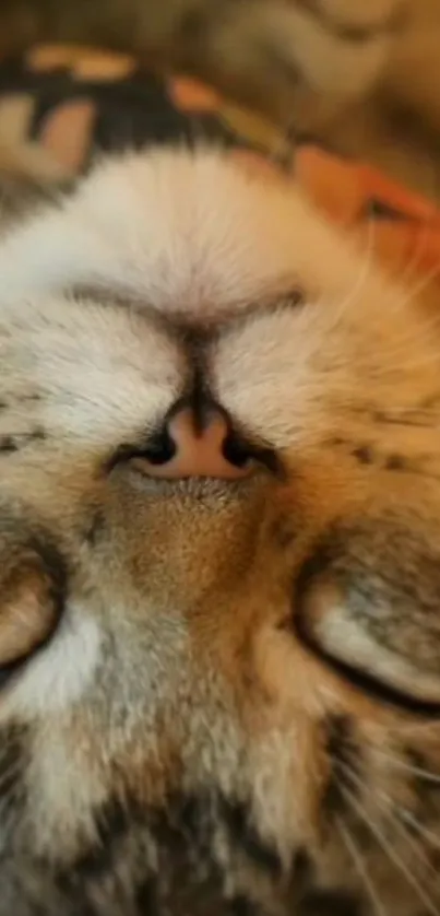 Close-up view of a peaceful sleeping cat face on mobile wallpaper.