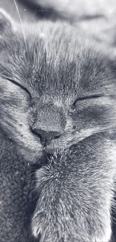 Grayscale wallpaper featuring a sleeping cat, perfect for a peaceful phone background.