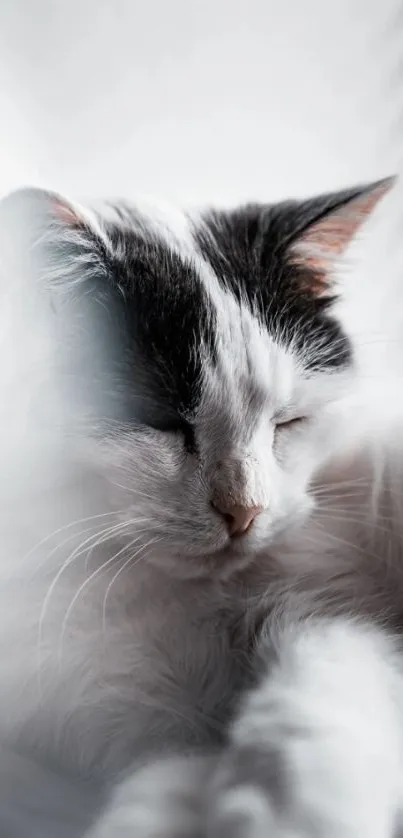 Serene black and white cat sleeping peacefully against a soft backdrop.