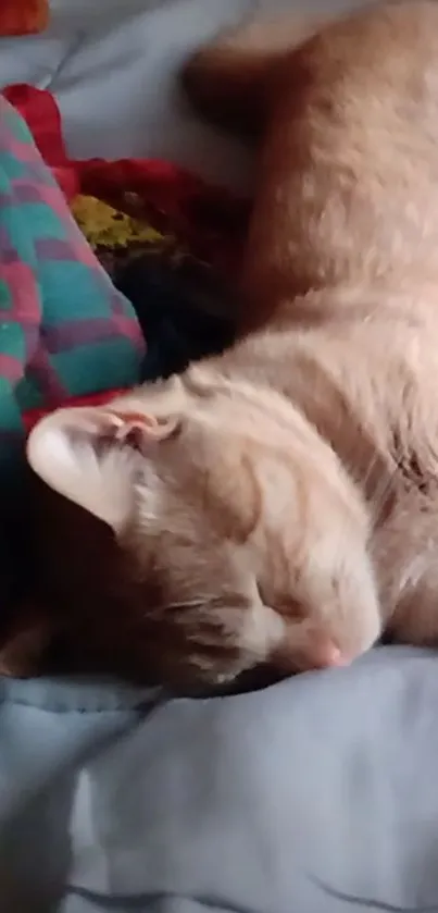 Peaceful cat sleeping on a colorful quilt.