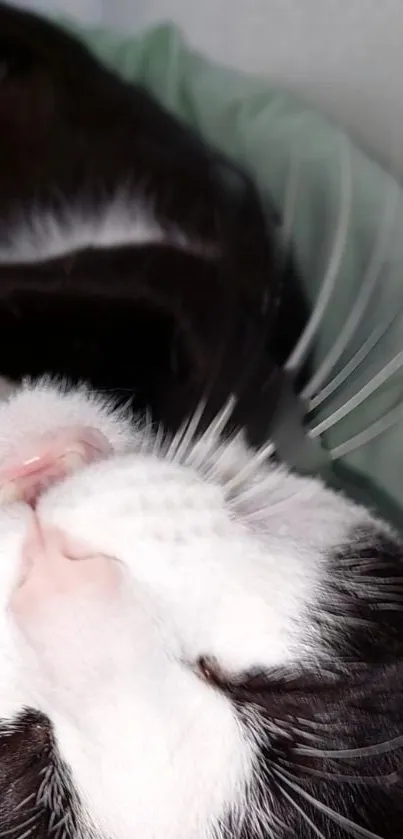 Black and white cat sleeping peacefully close-up.