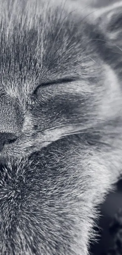 Gray cat peacefully sleeping in a cozy blanket.