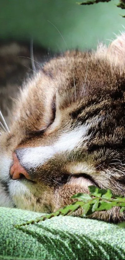 A peaceful cat sleeping on a green surface with natural surroundings.