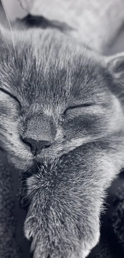 Black and white image of a sleeping cat with a serene expression.