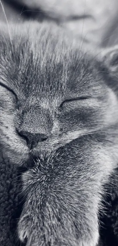 Monochrome image of a peaceful sleeping cat in gray tones, highlighting soft fur.