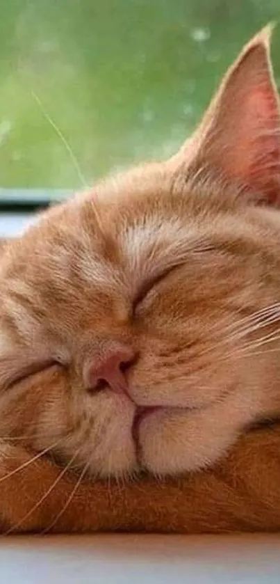 A ginger cat sleeping peacefully on a windowsill in soft light.