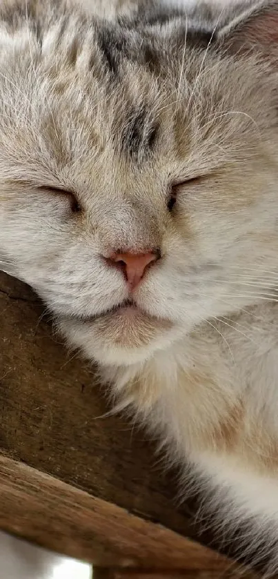 A serene cat sleeping peacefully on a wooden platform.