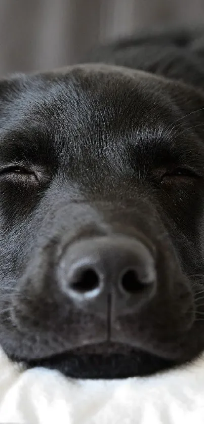 Black Labrador peacefully sleeping on a white pillow.