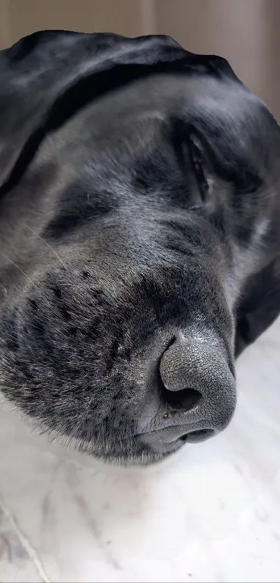 Peaceful black dog sleeping on a soft surface, ideal for relaxing mobile wallpaper.