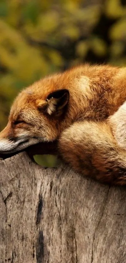 Sleeping fox peacefully resting on a tree trunk in a natural setting.