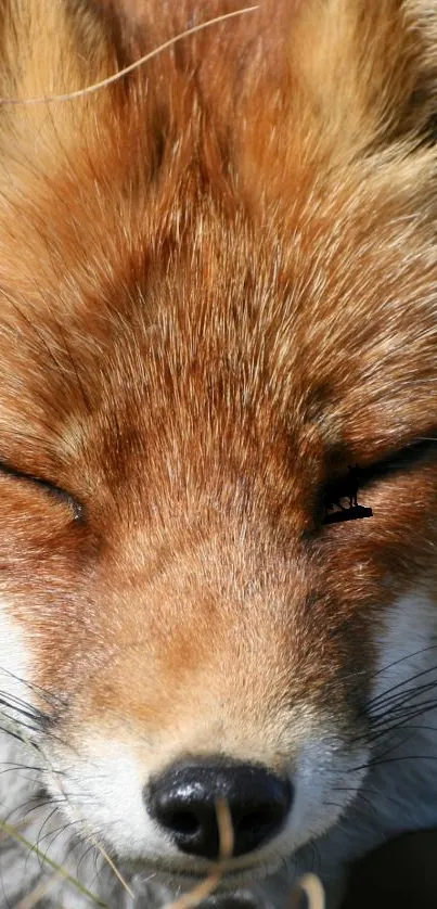 Close-up of a fox peacefully sleeping, showcasing serene natural beauty.