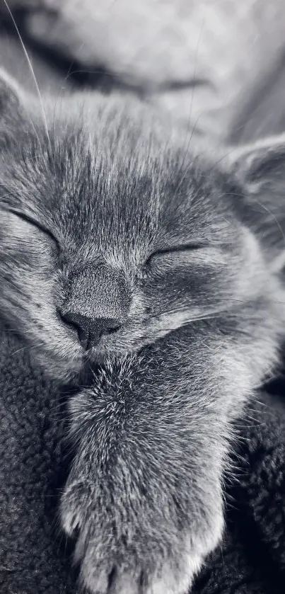 Gray kitten peacefully asleep in a soft, cozy blanket.