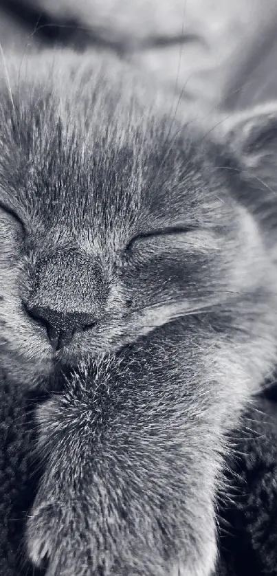 Monochrome wallpaper featuring a peaceful sleeping kitten.