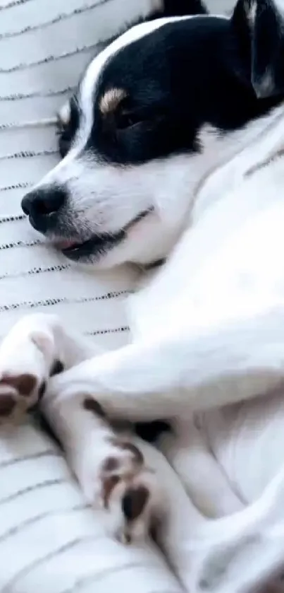 Cute puppy sleeping on a white blanket.