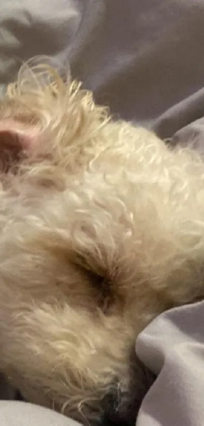 Adorable puppy sleeping on cozy grey bedding.