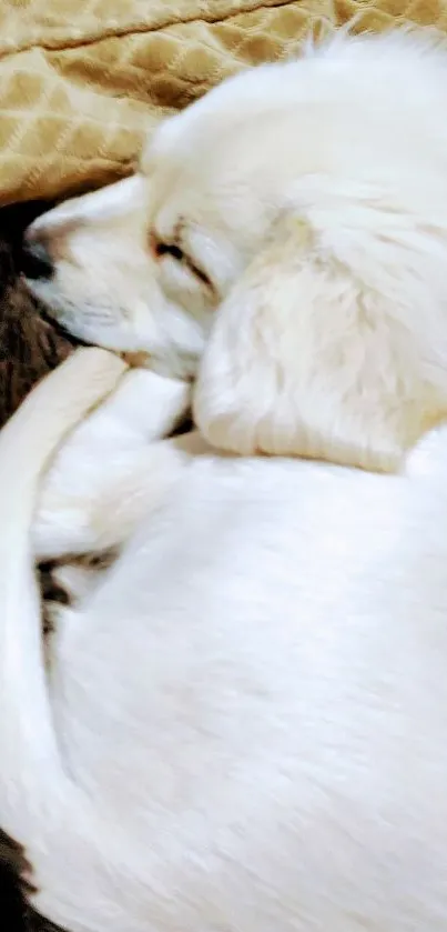 Cute puppy sleeping on a cozy bed with a fluffy texture.