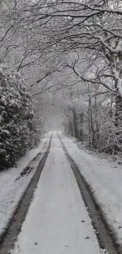 Serene snowy path with trees adorned in white snow, creating a peaceful winter scene.