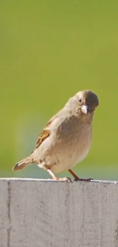 A sparrow perched on a rustic fence with a soft green background.