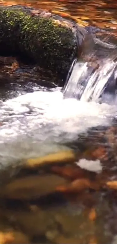 A tranquil stream with a small waterfall surrounded by autumn leaves.