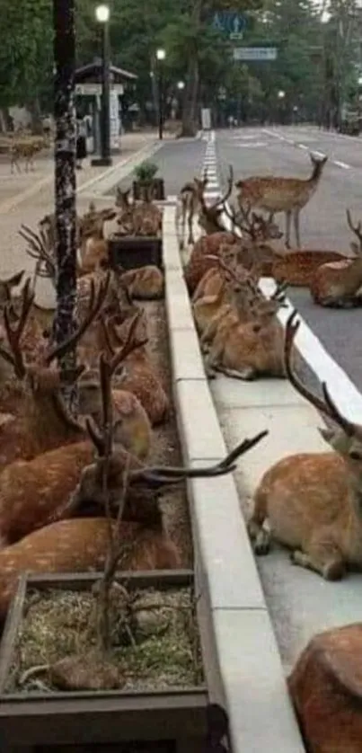 Deer resting peacefully by a quiet street.