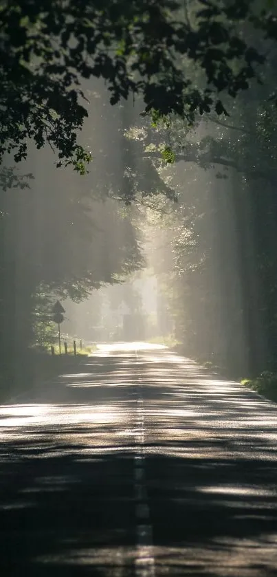 Sunlit forest path with rays filtering through trees, creating a serene ambiance.