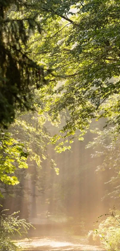 Sunlit forest path with lush green trees creating a serene atmosphere.