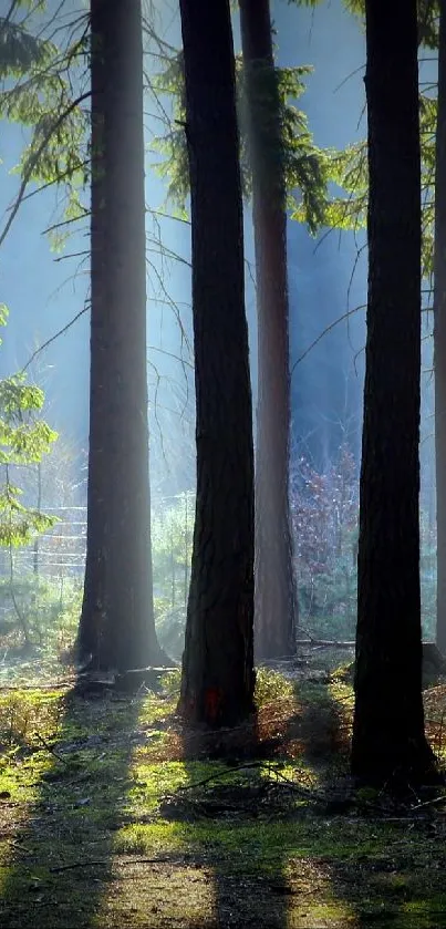 Peaceful sunlit forest path with morning light streaming through trees.