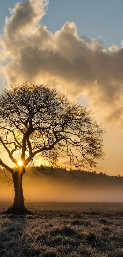 Solitary tree silhouetted by sunrise clouds over misty field.