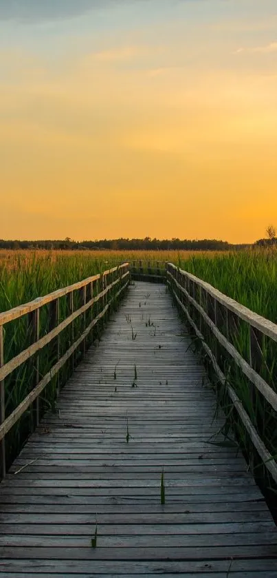 Wooden boardwalk amidst lush green fields at sunset.