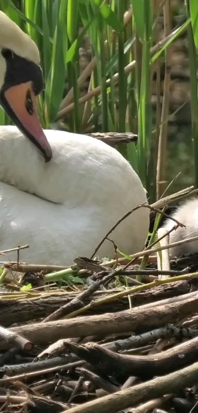 Serene swan and cygnet in a nest with green reeds.