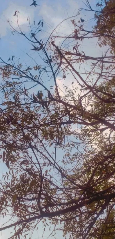 Serene view of tree branches with blue sky.