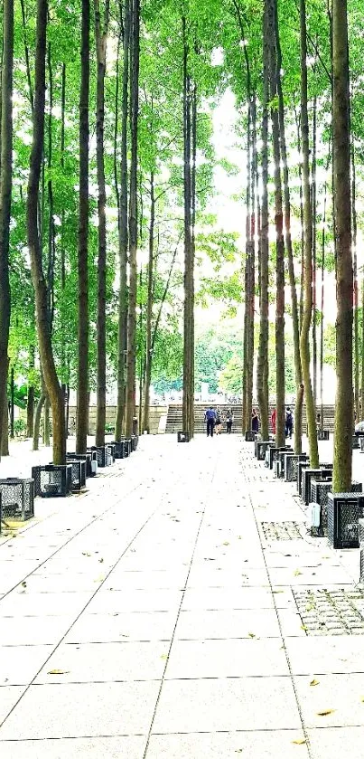 Serene pathway through tall green trees under bright sky.