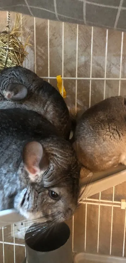 Three chinchillas resting in a cage, showcasing their fluffy fur.