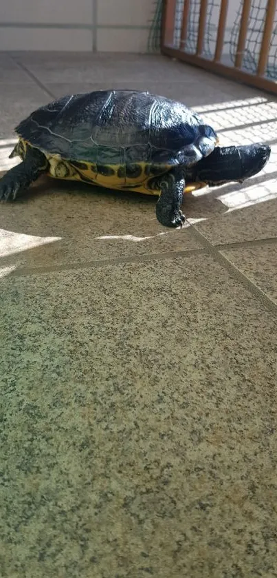 Turtle basking in sunlight on a tiled floor.